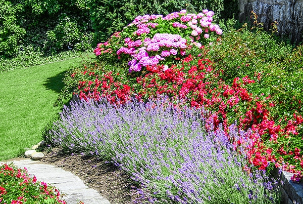 Bodendecker- Rosen und Lavendel