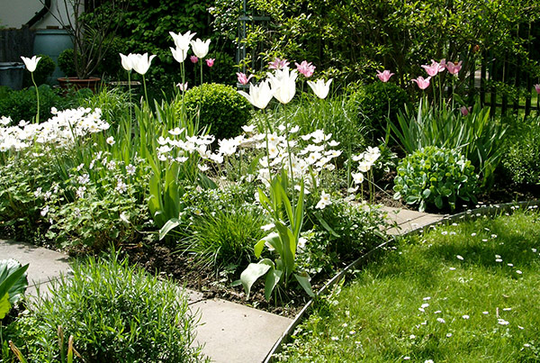 Tulpen in einem Stadtgarten
